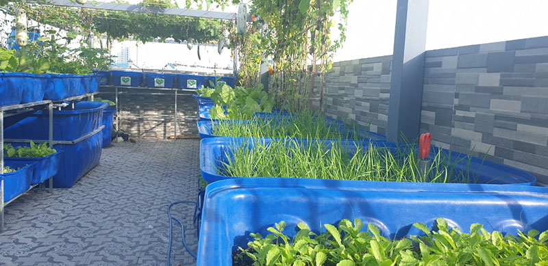 Mô hình vườn rau gia đình q12