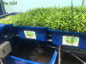 Nuôi cá trong hệ thống Aquaponics