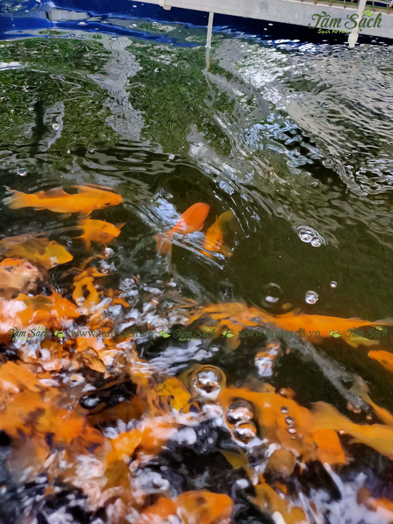 Nuôi cá trong hệ thống Aquaponics