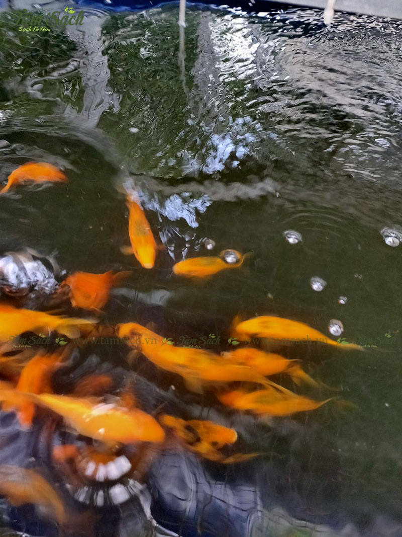 Nuôi cá trong hệ thống Aquaponics