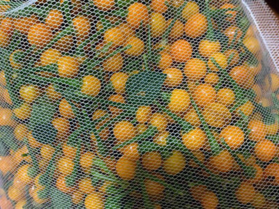 ớt hạt tiêu peru đắt nhất thế giới