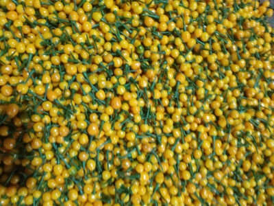 ớt hạt tiêu peru đắt nhất thế giới