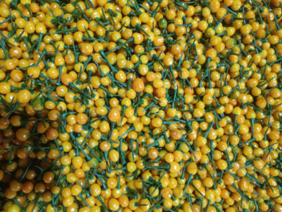 ớt hạt tiêu peru đắt nhất thế giới