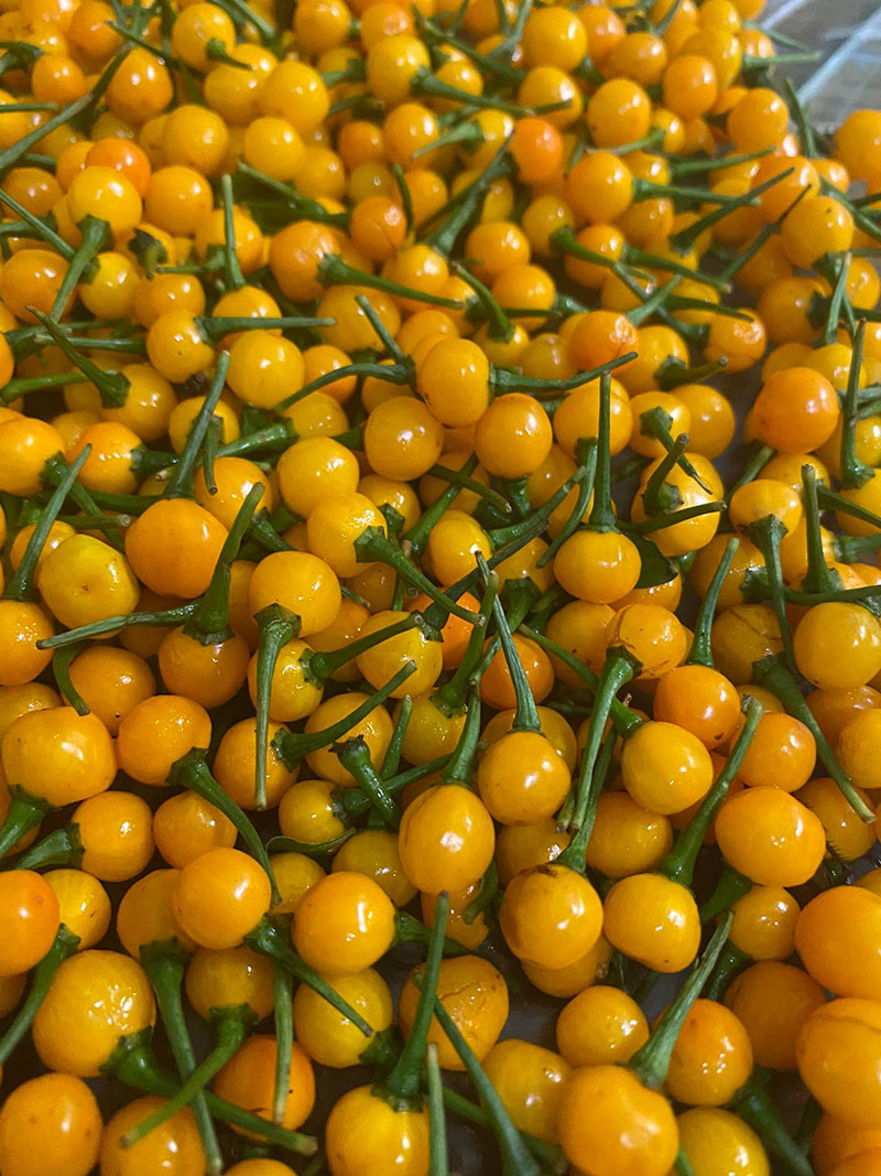 ớt hạt tiêu peru đắt nhất thế giới