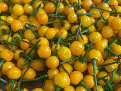 ớt hạt tiêu peru đắt nhất thế giới