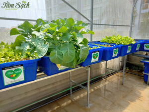 trồng rau nuôi cá trên sân thượng đẹp