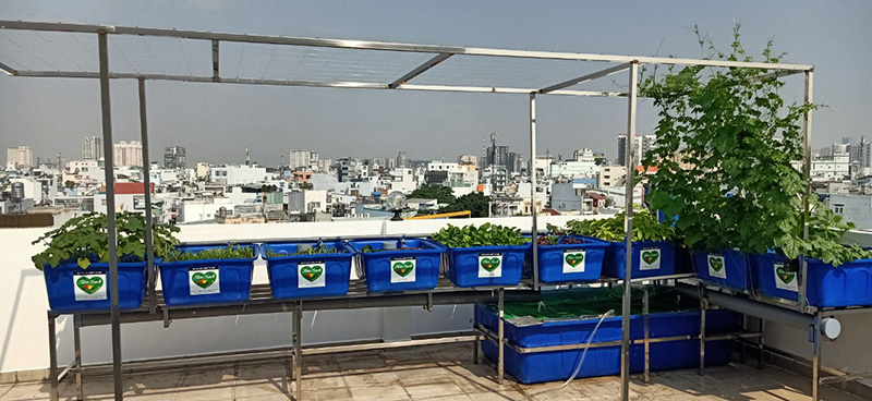 trồng rau tại sân thượng