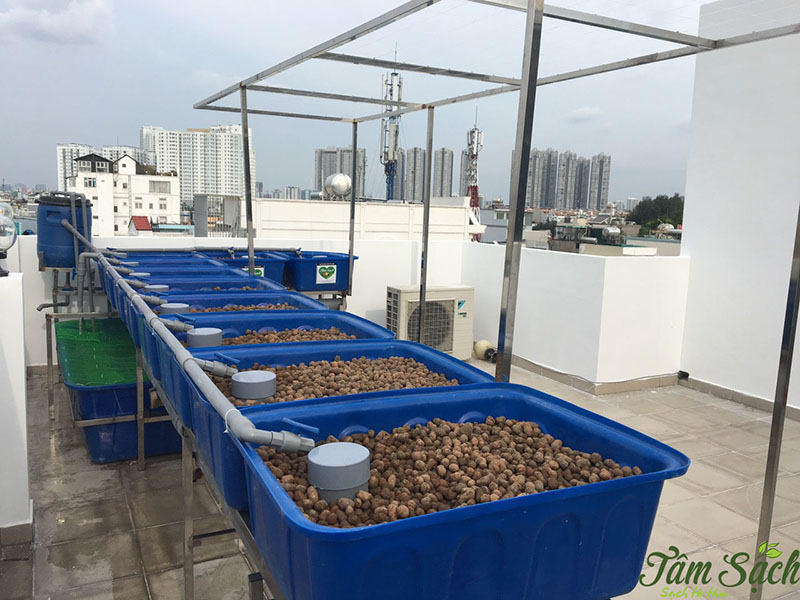 trồng rau tại sân thượng