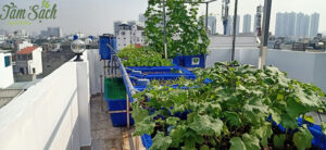 trồng rau tại sân thượng