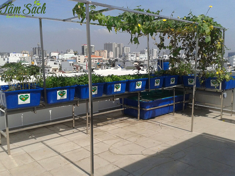 trồng rau tại sân thượng
