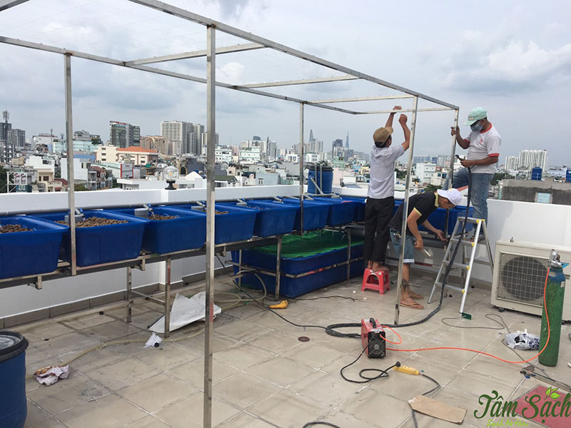 trồng rau tại sân thượng