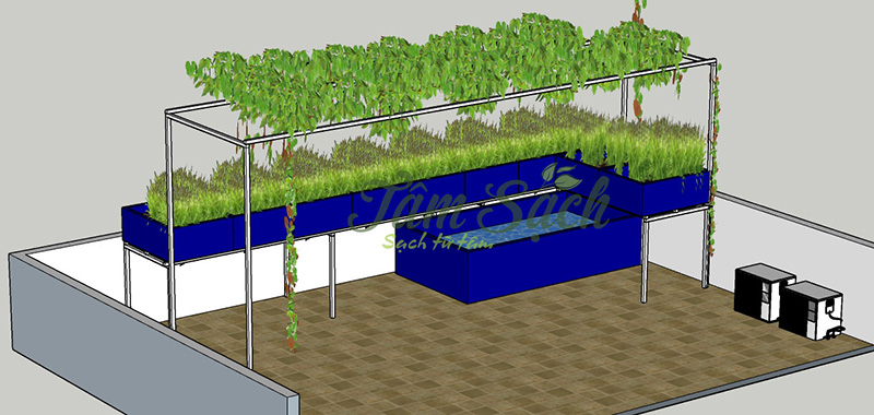 trồng rau tại sân thượng