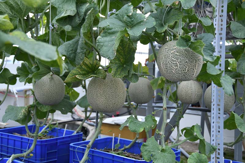 Vườn cây trên sân thượng Vườn cây trên sân thượng