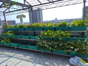 chăm sóc vườn rau sạch tại nhà