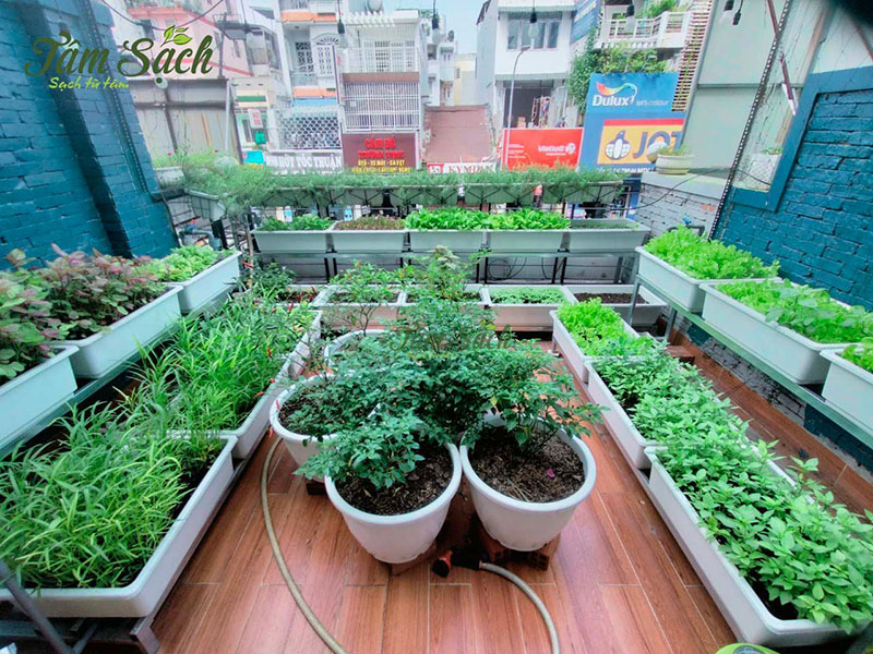 dịch vụ chăm sóc vườn rau tại nhà