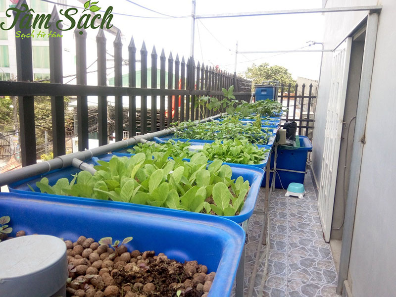 hệ thống Aquaponics đơn giản cho ban công