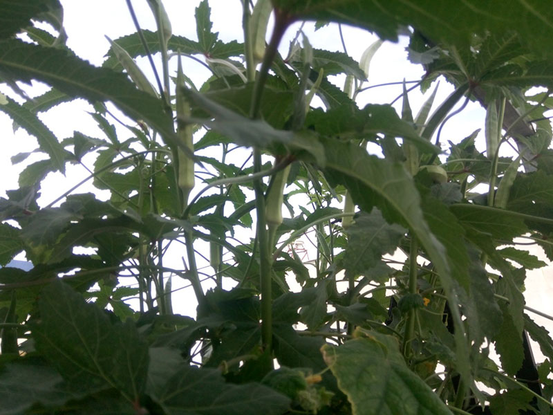 hệ thống Aquaponics đơn giản cho ban công