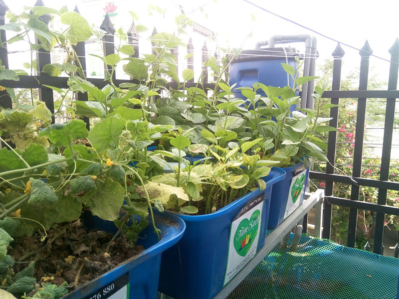hệ thống Aquaponics đơn giản cho ban công