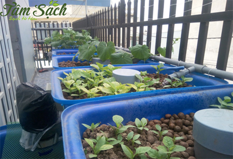 hệ thống Aquaponics đơn giản cho ban công