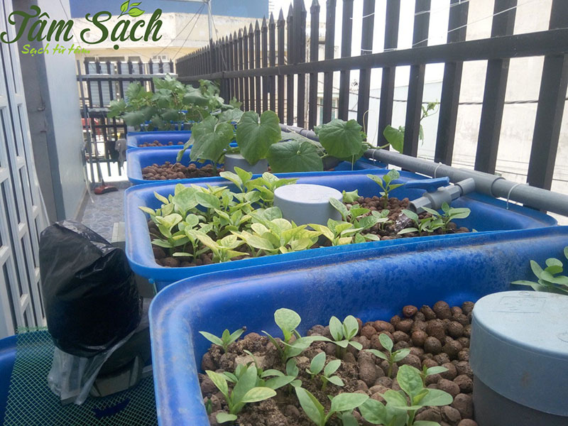 hệ thống Aquaponics đơn giản cho ban công