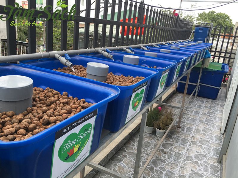 hệ thống Aquaponics đơn giản cho ban công