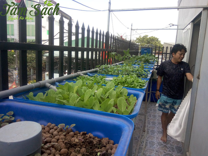 hệ thống Aquaponics đơn giản cho ban công