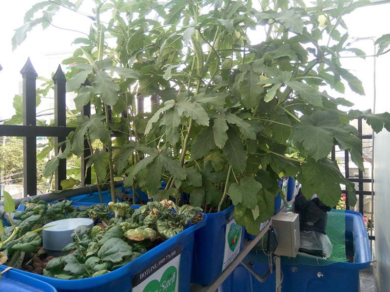 hệ thống Aquaponics đơn giản cho ban công