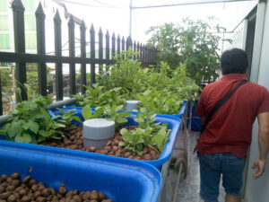 hệ thống Aquaponics đơn giản cho ban công