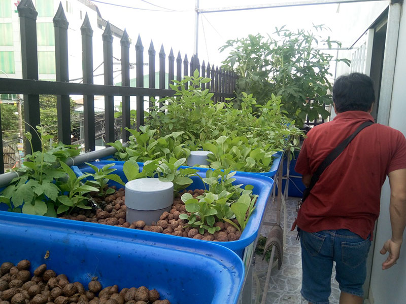 hệ thống Aquaponics đơn giản cho ban công