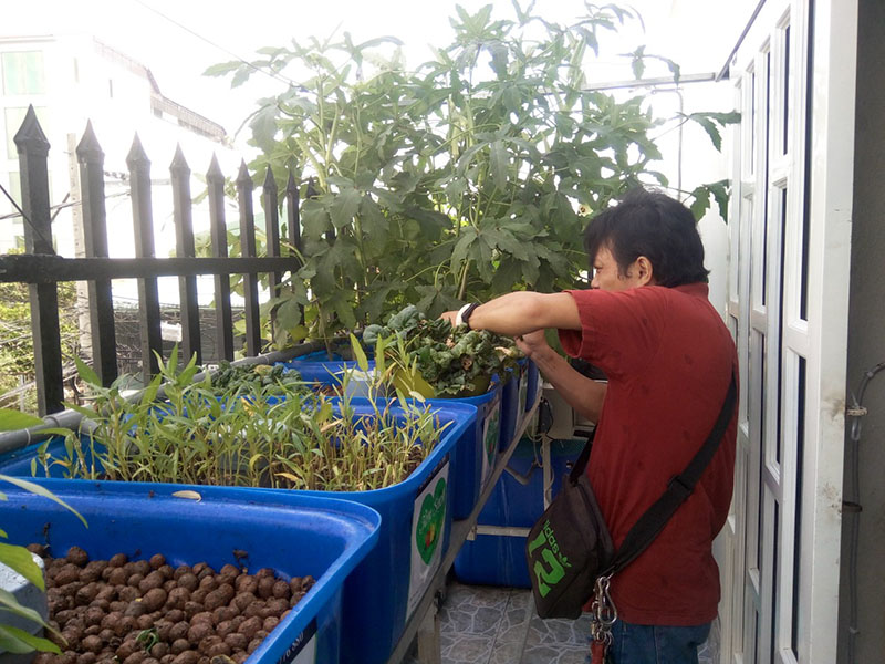 hệ thống Aquaponics đơn giản cho ban công