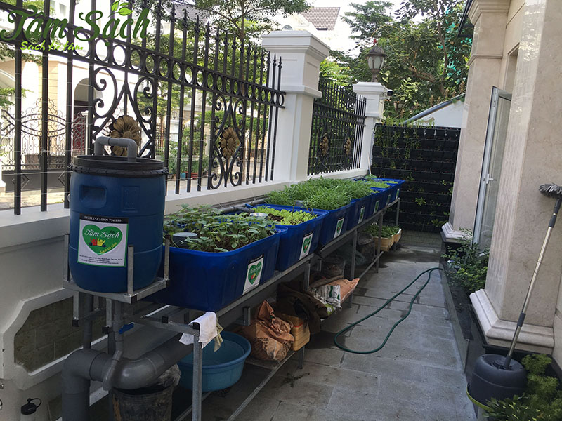 hệ thống trồng rau sạch tại nhà