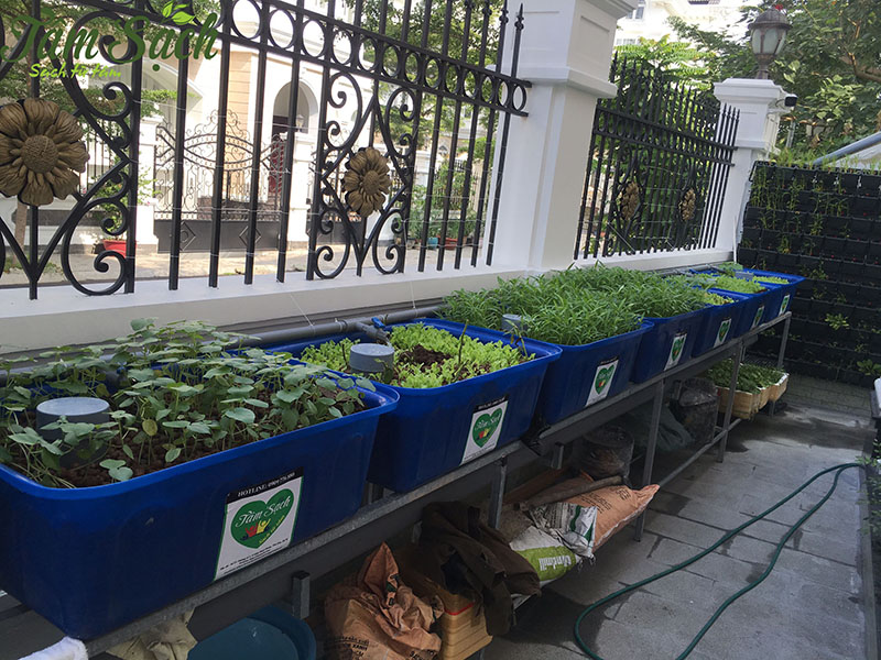 hệ thống trồng rau sạch tại nhà