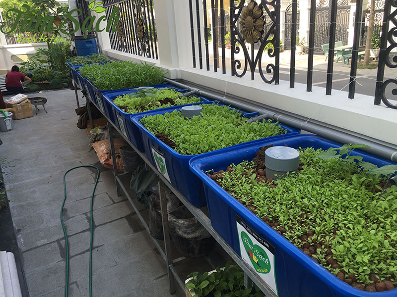 hệ thống trồng rau sạch tại nhà