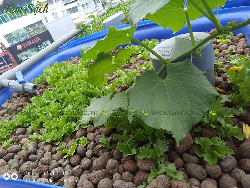 hướng dẫn tự thiết kế hệ thống Aquaponics