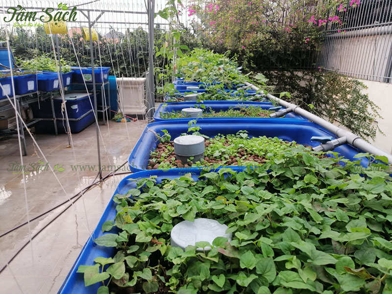 hướng dẫn tự thiết kế hệ thống Aquaponics