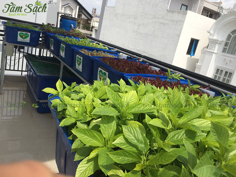 hướng dẫn tự thiết kế hệ thống Aquaponics