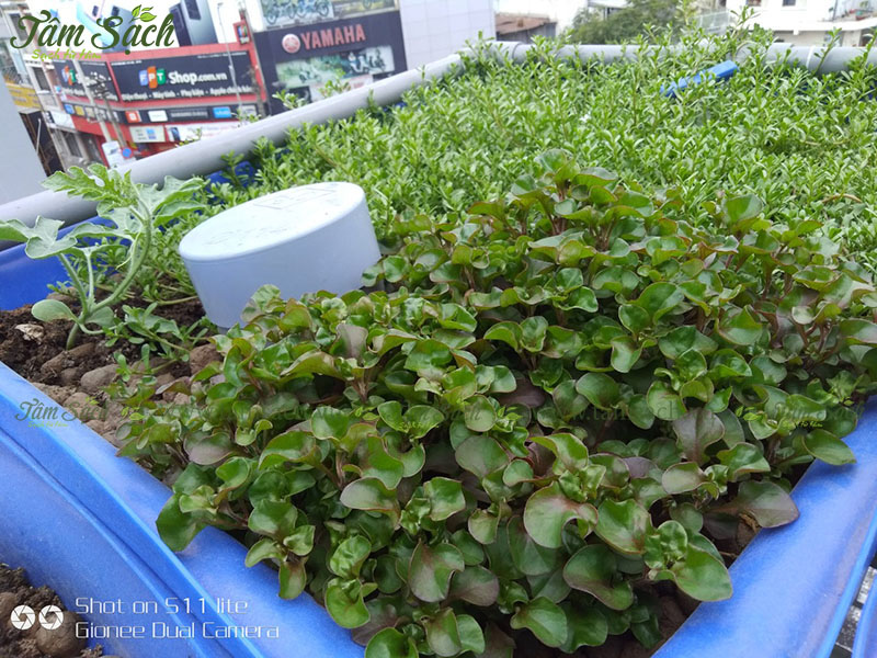 hướng dẫn tự thiết kế hệ thống Aquaponics