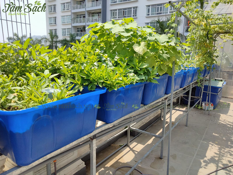 hướng dẫn tự thiết kế hệ thống Aquaponics