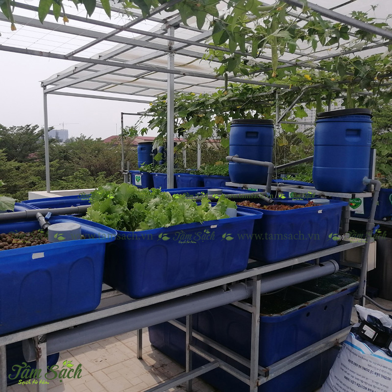 hướng dẫn tự thiết kế hệ thống Aquaponics