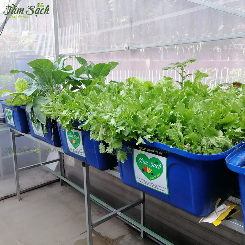 hướng dẫn tự thiết kế hệ thống Aquaponics