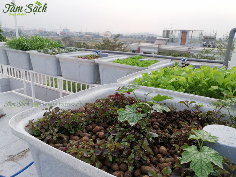 hướng dẫn tự thiết kế hệ thống Aquaponics