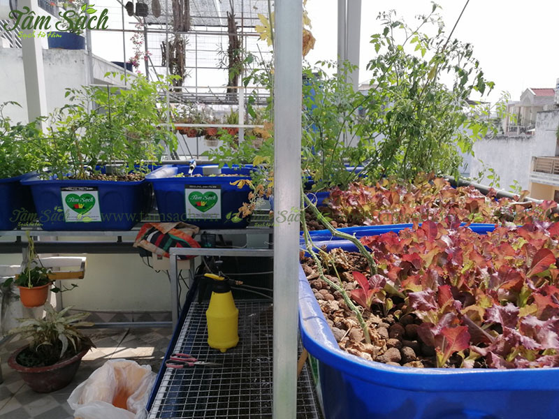 hướng dẫn tự thiết kế hệ thống Aquaponics