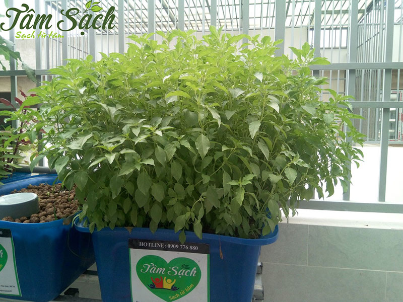 Mẫu vườn rau trên sân thượng