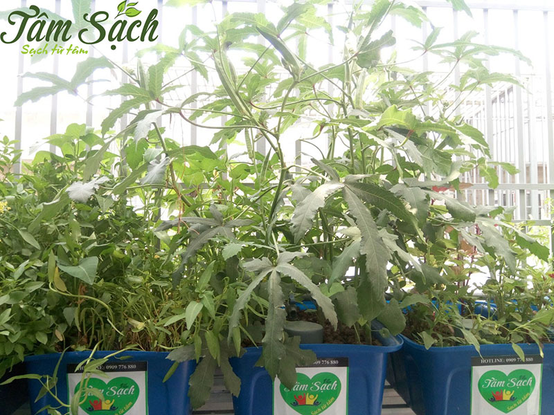 Mẫu vườn rau trên sân thượng