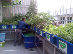 Mẫu vườn rau trên sân thượng