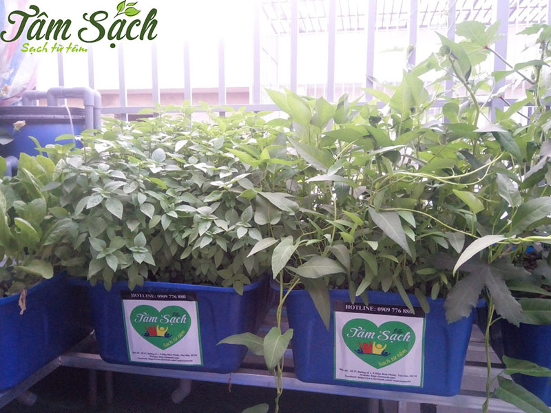 Mẫu vườn rau trên sân thượng