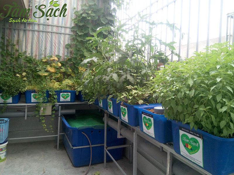 Mẫu vườn rau trên sân thượng