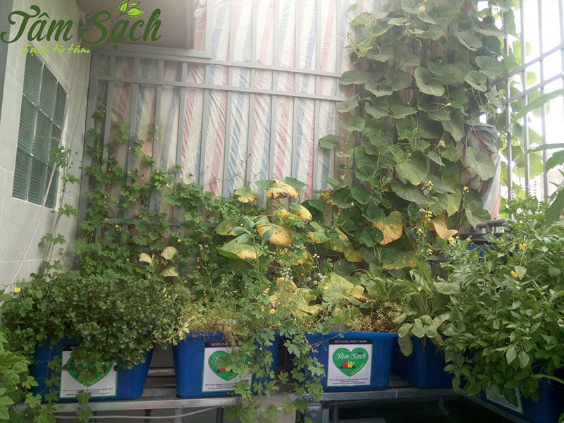 Mẫu vườn rau trên sân thượng