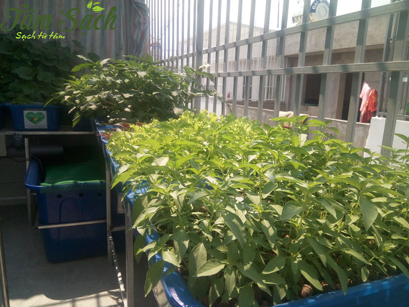 Mẫu vườn rau trên sân thượng