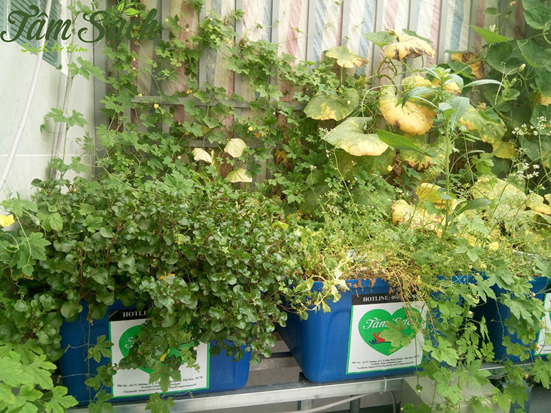 Mẫu vườn rau trên sân thượng